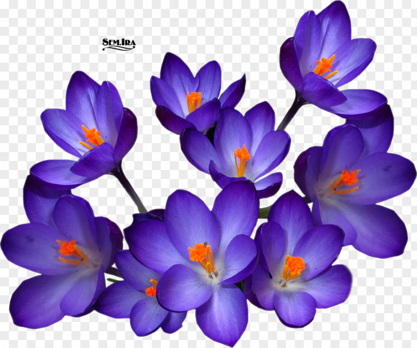 Crocus Autumn Saffron Flower Yellow PNG