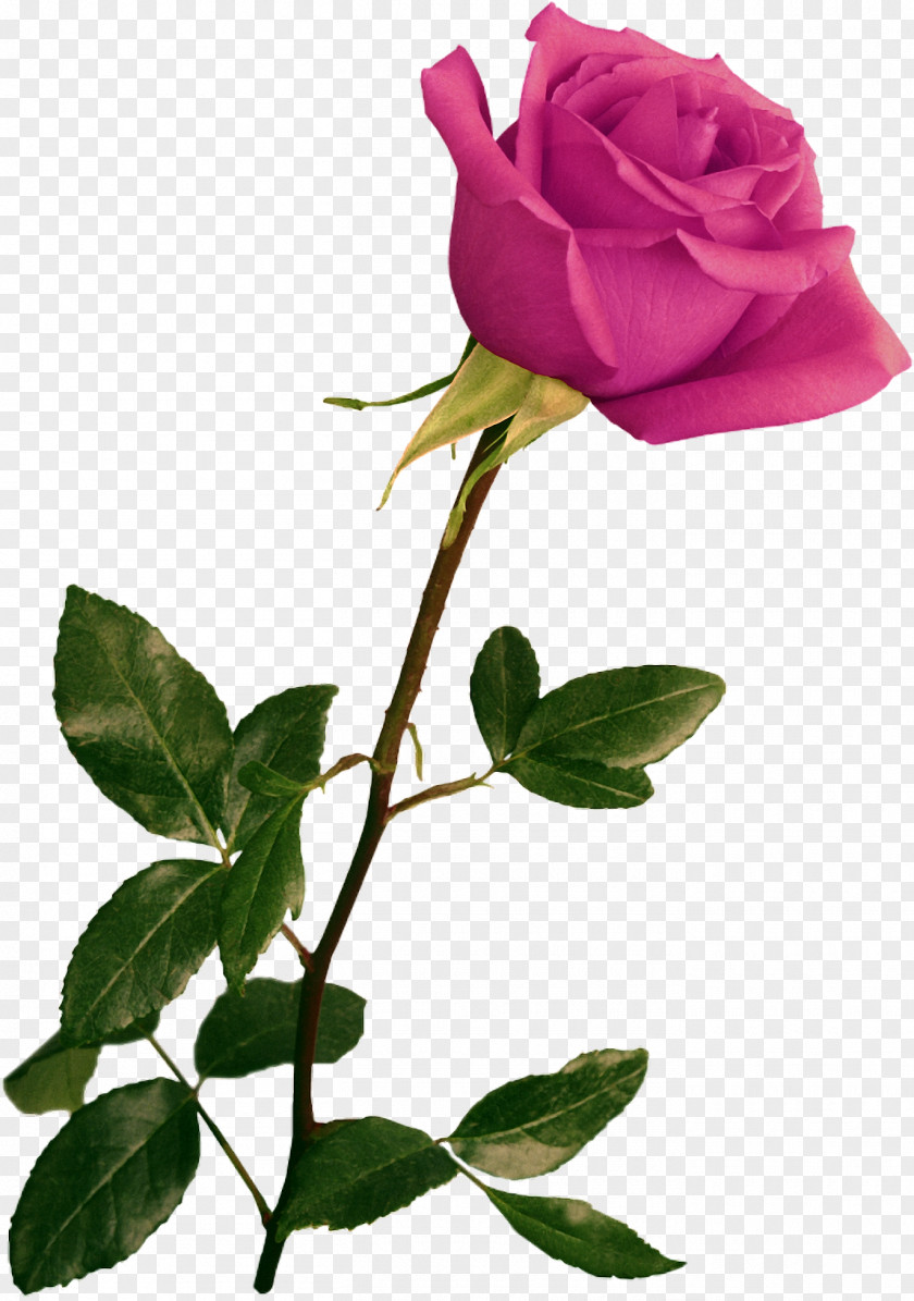 Flower Image Rose Psd PNG