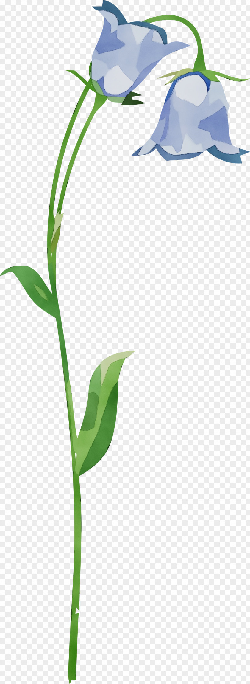 Morning Glory Flower Cut Flowers Icon Leaf PNG