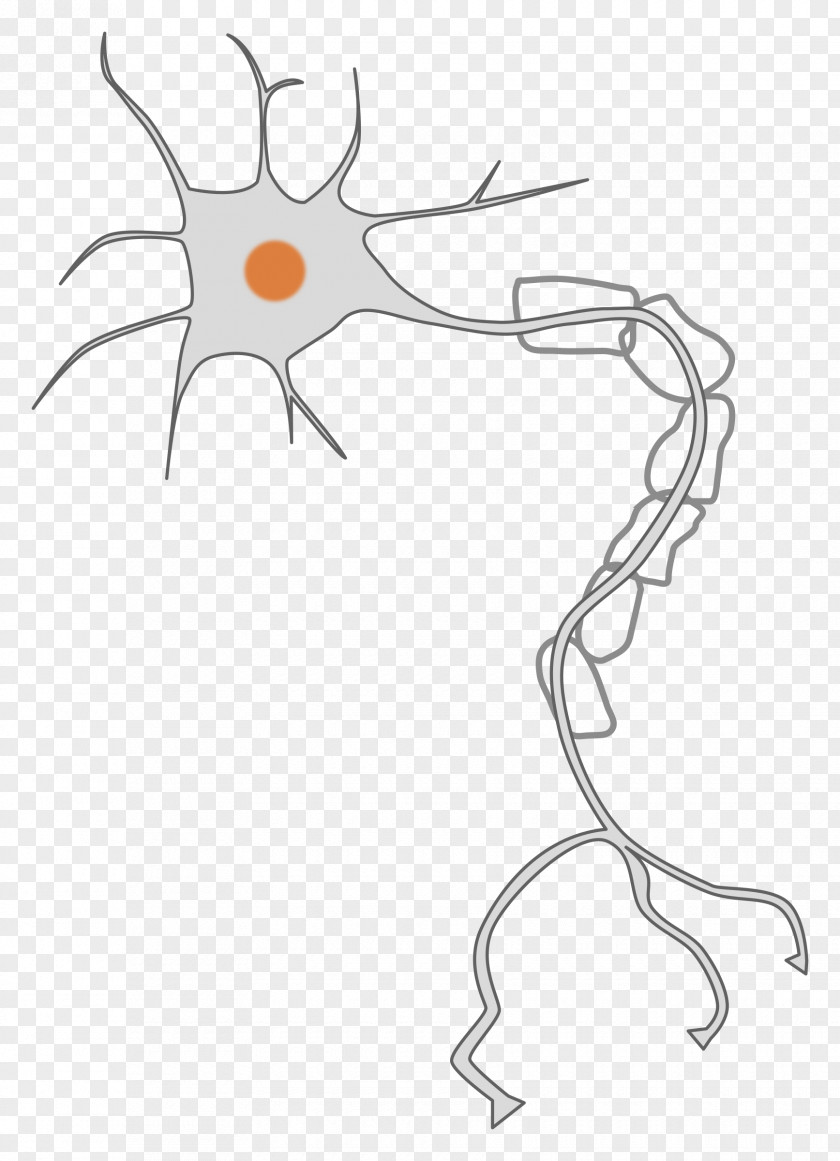 Neurons Neuron Nervous System Cell Clip Art PNG