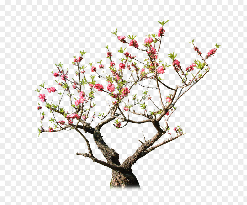 Peach Tree Rock Garden Download PNG