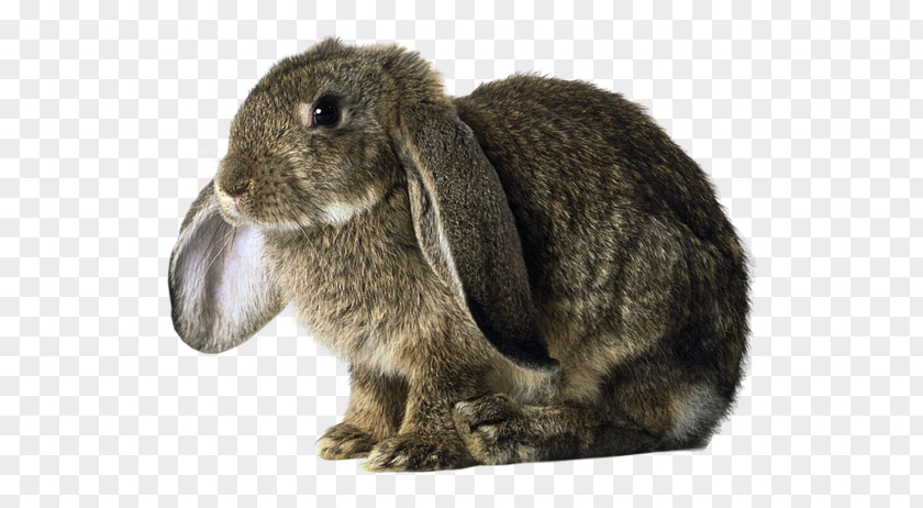 Rabbit Domestic Holland Lop Basset Hound German PNG