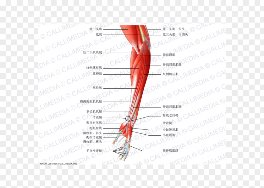 Arm Nerve Brachialis Muscle Forearm PNG