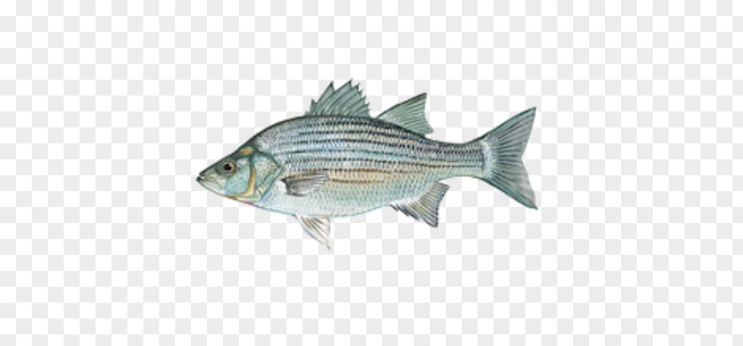 Bass Fish White Hybrid Striped Lewisville Lake PNG