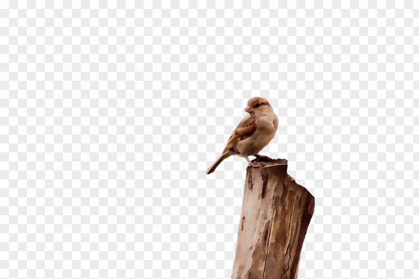 Bird Beak Perching Wildlife Songbird PNG