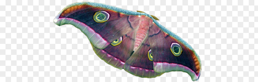 Butterfly Moth Silkworm Tussar Silk PNG