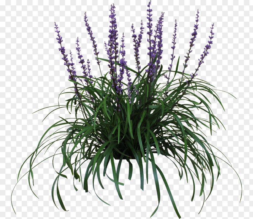 Leaf Specimen Lily Turf Plant Grape Hyacinth Garden Flower PNG