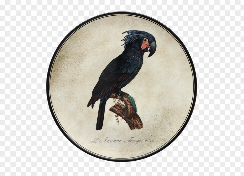 Parrot Doccia Porcelain Macaw Bird PNG