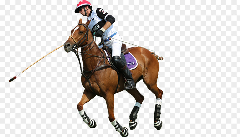 Polo Rein Horse Equestrian Sport PNG