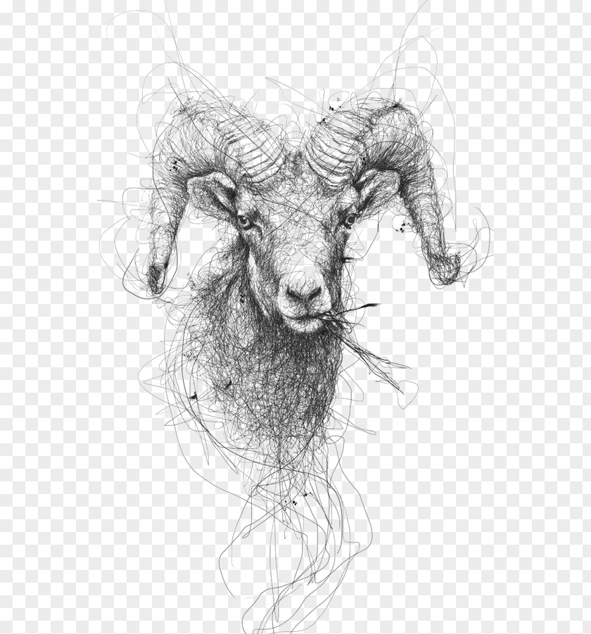 Sketch Goat Drawing Sheep Pencil Illustration PNG
