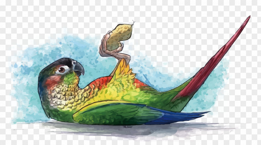 Vector Eat Peanuts With Parrots Parrot Watercolor Painting PNG