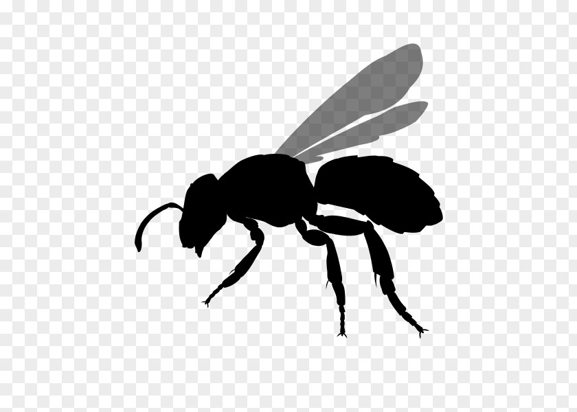 Bee Hornet Insect Yellowjacket PNG