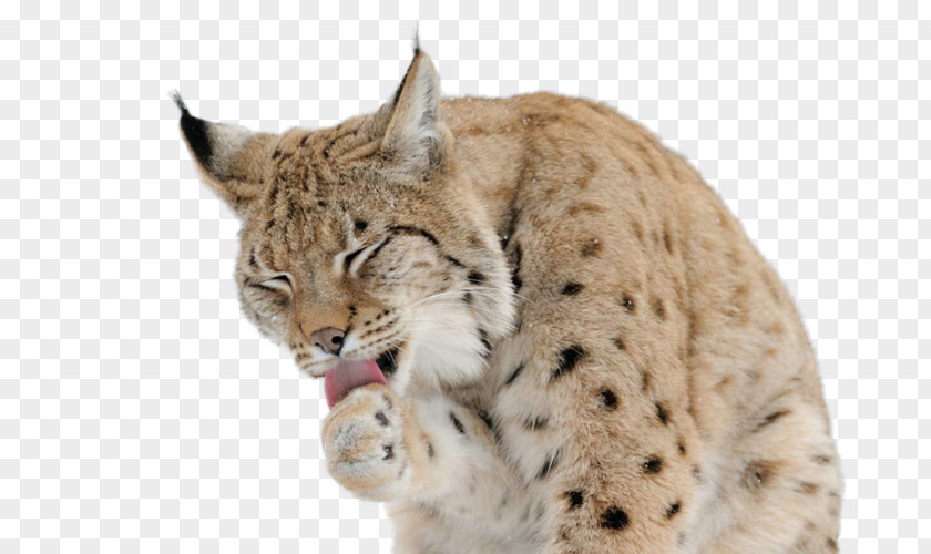 Cat Eurasian Lynx Felidae Desktop Wallpaper Canada PNG