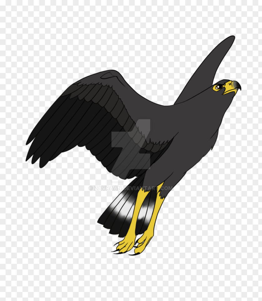 Design Bald Eagle Hawk Drawing Cartoon PNG