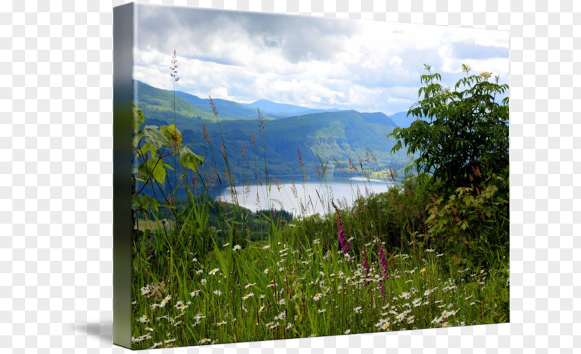 Gallery Wrap Meadow Loch Painting Mount Scenery PNG