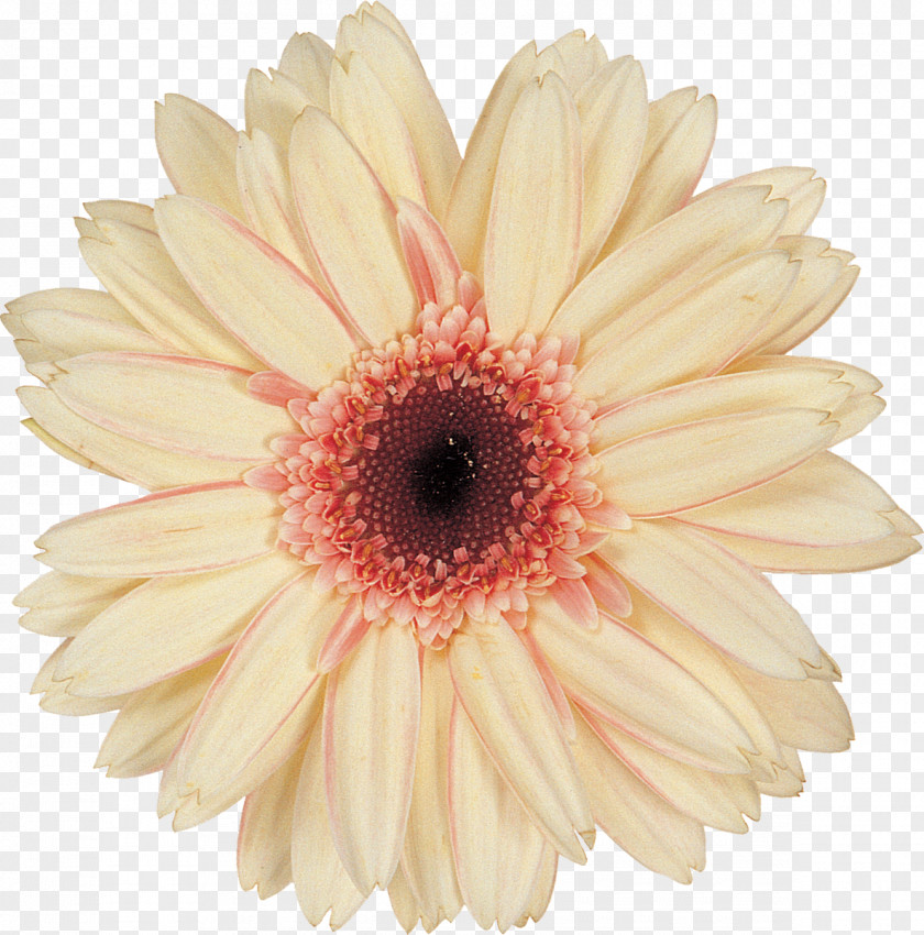 Gerbera Daisy Family Chrysanthemum Argyranthemum Frutescens Cut Flowers PNG