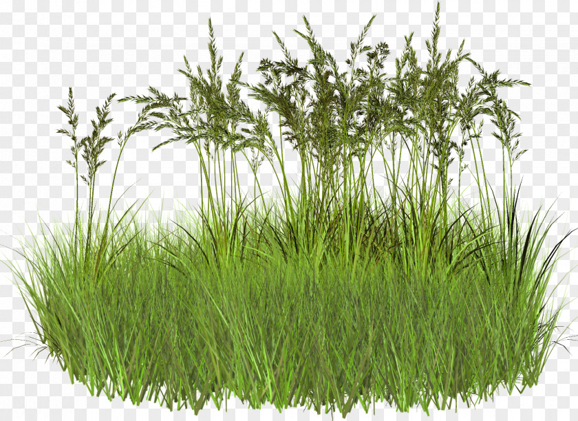 Grass Herbicide Weed Clip Art PNG