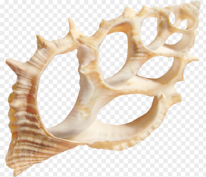 Seashell Marine Clip Art PNG