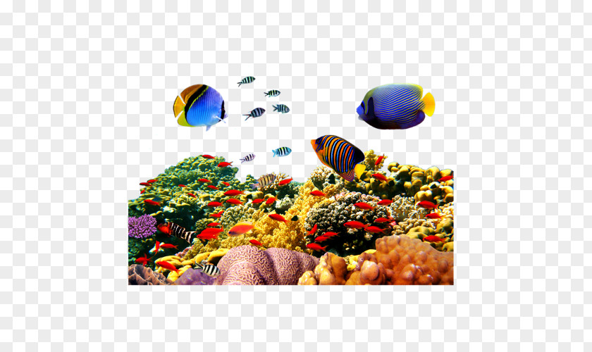 Wallpaper Aquarium Fish PNG