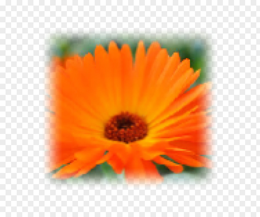 Calendula Watercolor Transvaal Daisy Close-up Marigolds PNG