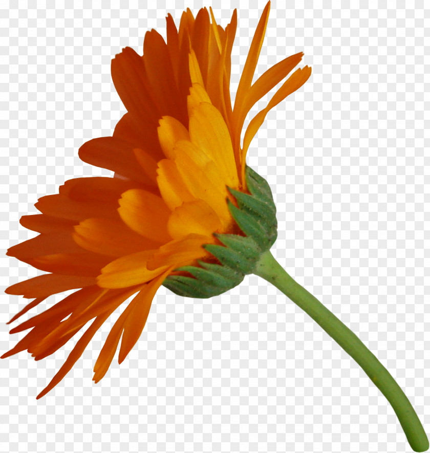 Gazania Flower Pot Marigold Petal Clip Art PNG