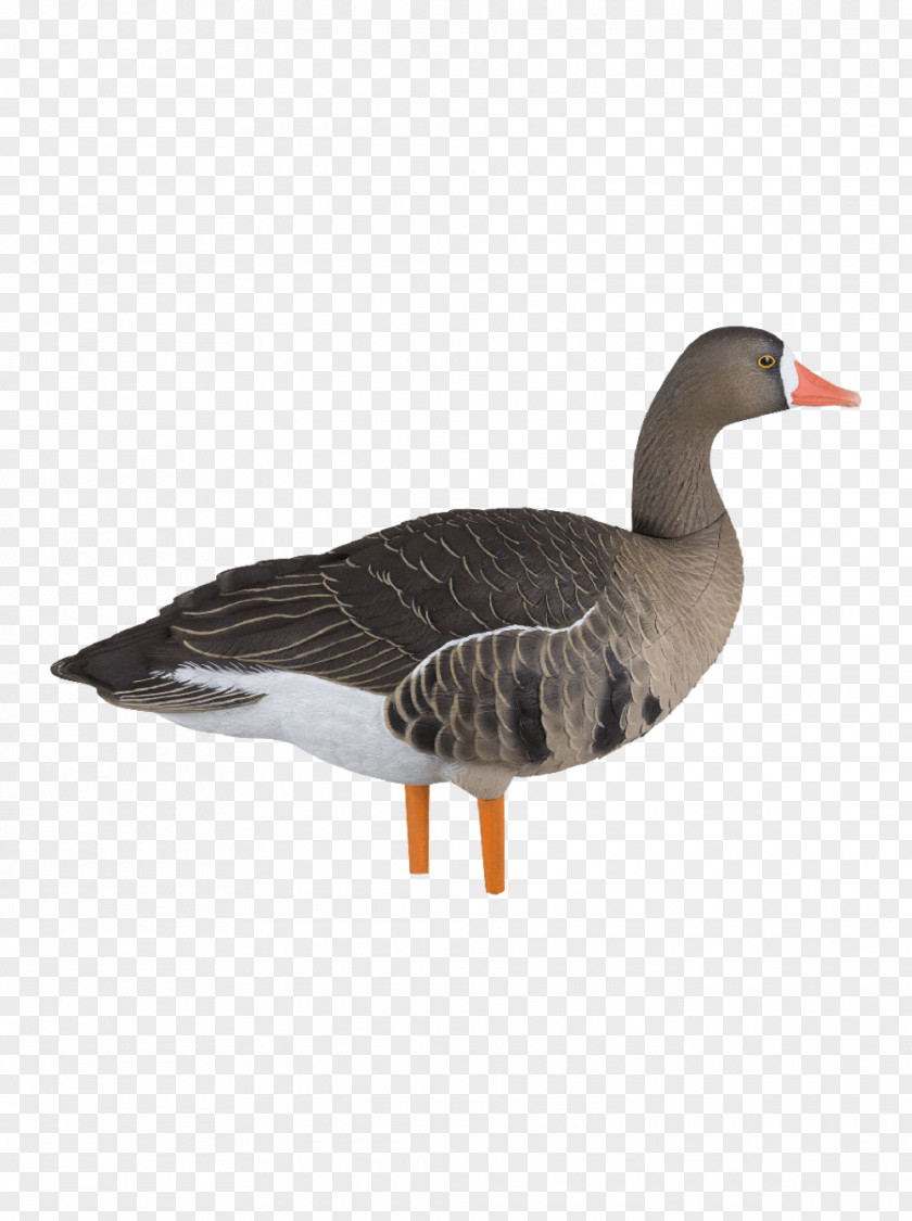 Goose Canada Gadwall Snow Greater White-fronted PNG