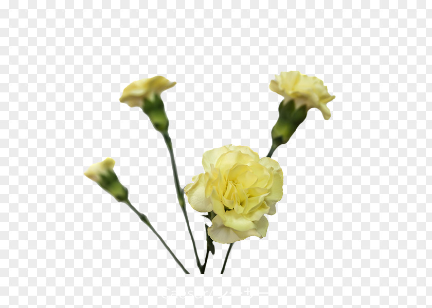 Jade Flower Garden Roses Carnation Yellow Cut Flowers PNG