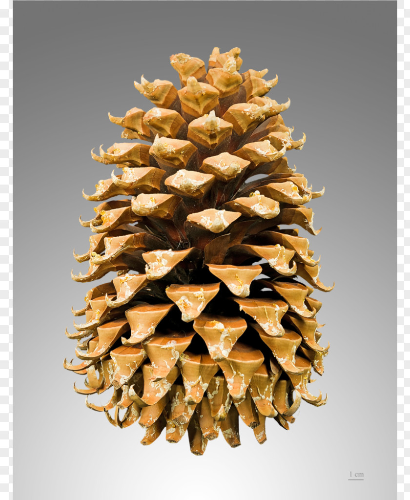 Pine Cone Coulter Pinus Contorta Fir Conifer Radiata PNG