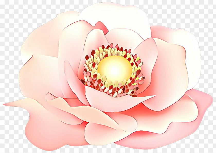 Sacred Lotus Aquatic Plant Petal Pink Flower Family PNG