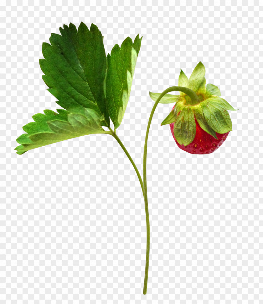 Strawberry Fruit Branch Berry Clip Art PNG