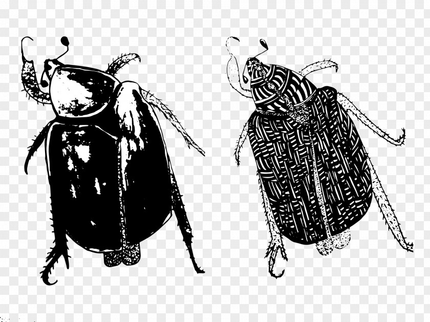 Beetle PNG