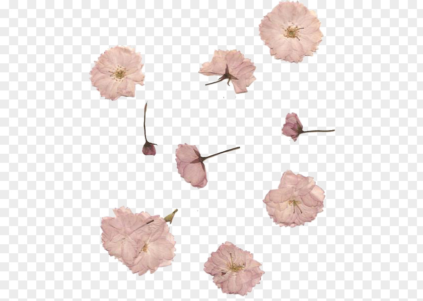 Flower Pressed Craft Cherry Blossom Petal PNG