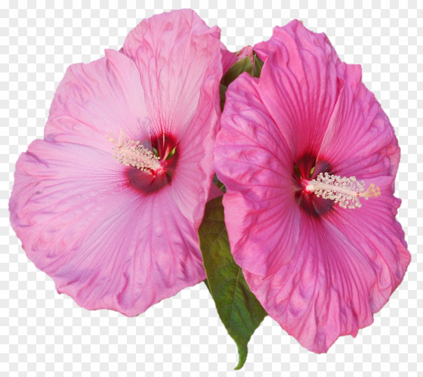 Darshan Shoeblackplant Pink M Annual Plant Herbaceous PNG