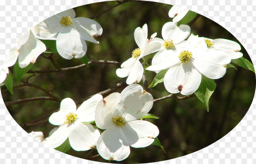 Dogwood Viburnum PNG