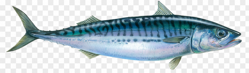 Allergy Oily Fish Atlantic Mackerel Seafood PNG