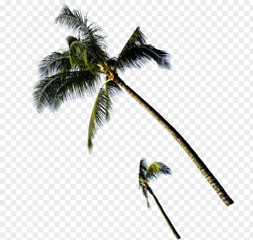 Coconut Tree Template The Sea PNG