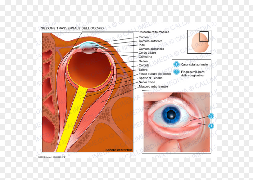 Eye Iris Transverse Plane Human Anatomy PNG