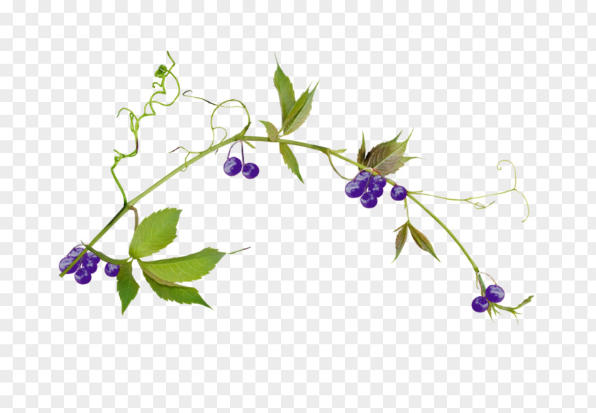 Leaf Plant Stem Liana Hummingbird Clip Art PNG