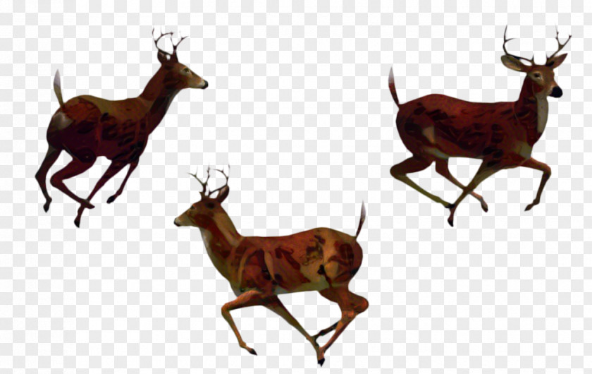 Tail Antelope Running Cartoon PNG