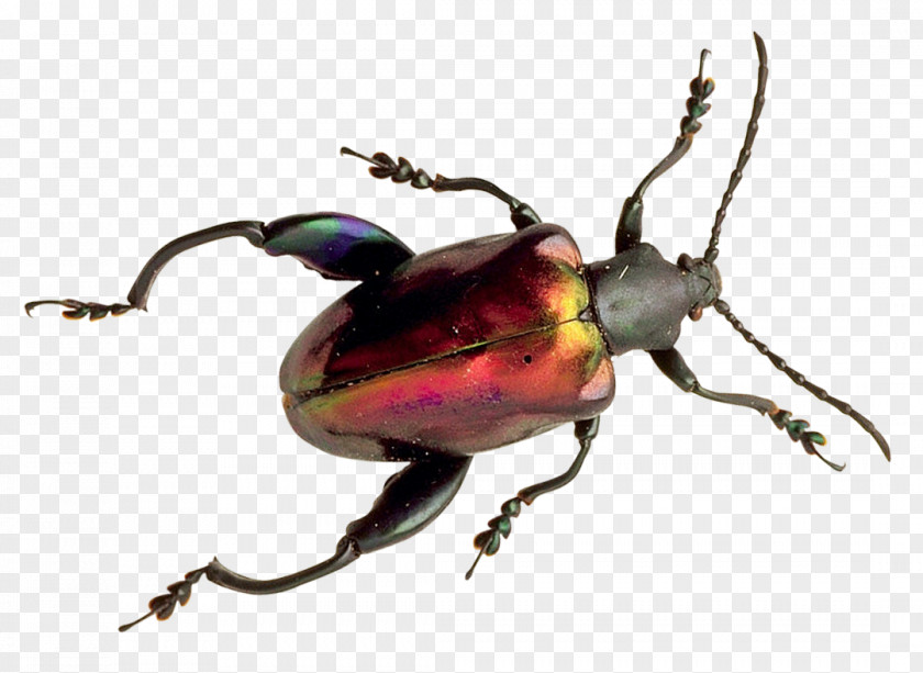 Beetle Icon PNG