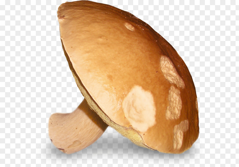 Large Mushroom Image Boletus Edulis Fungus Clip Art PNG