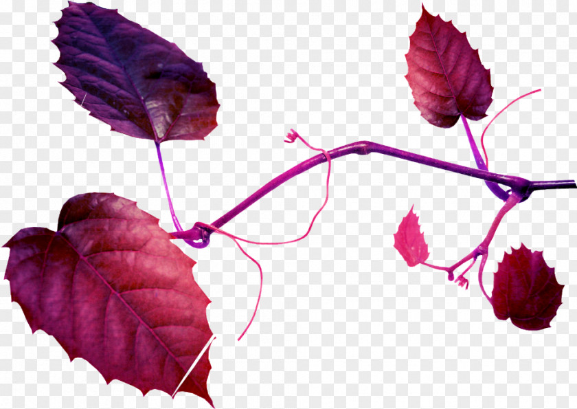 Leaf Petal Image Clip Art PNG