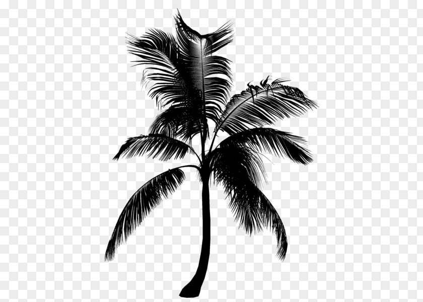 M Silhouette Palm Trees Black & White PNG