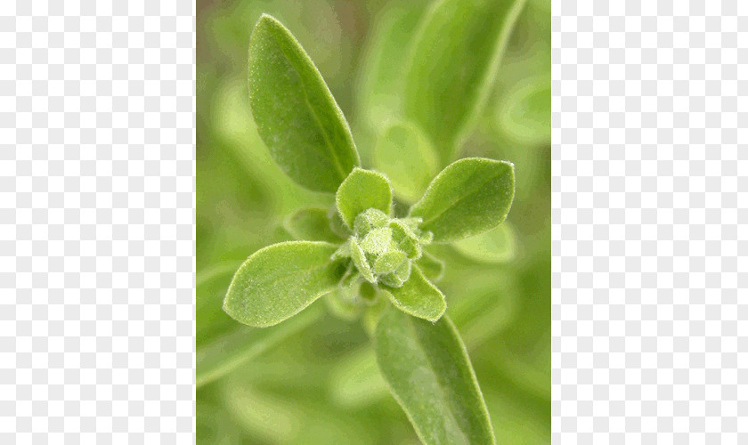 Oil Organic Food Certification Essential Soil Association Marjoram PNG