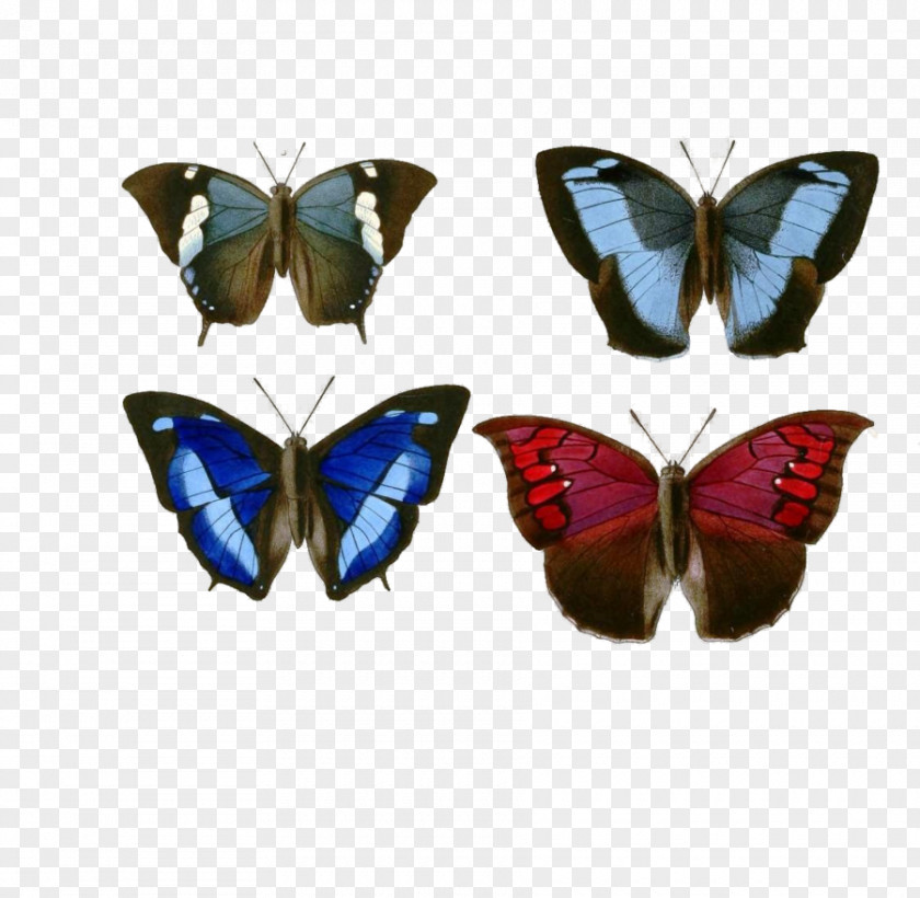 Butterflies Available In Different Size Butterfly Nymphalidae PNG