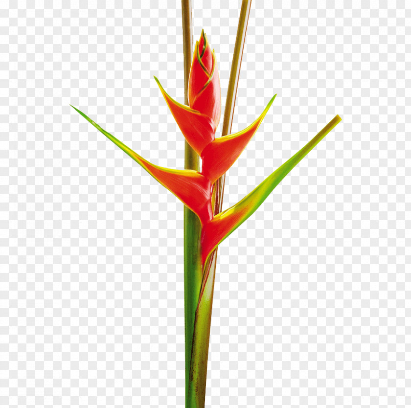 Flower Heliconia Bihai Stricta Vellerigera Cut Flowers PNG