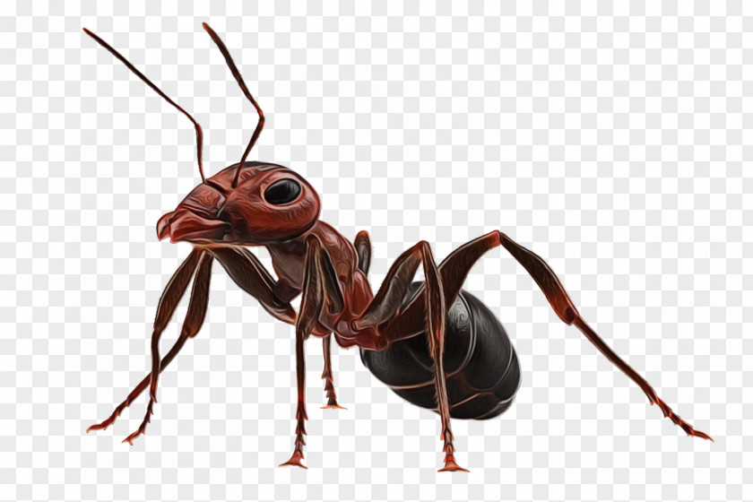 Parasite Termite Ant Cartoon PNG