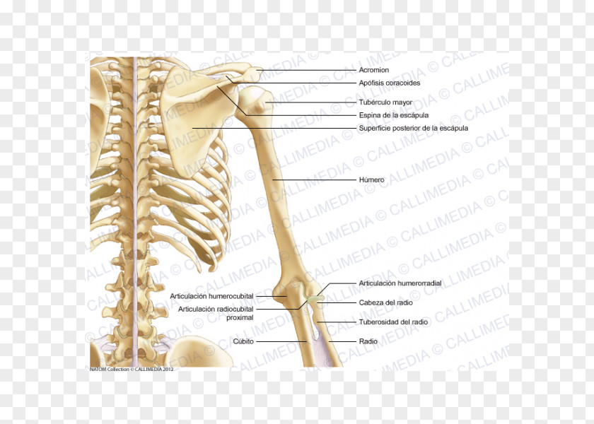 Arm Ulnar Nerve Bone Shoulder Anatomy PNG