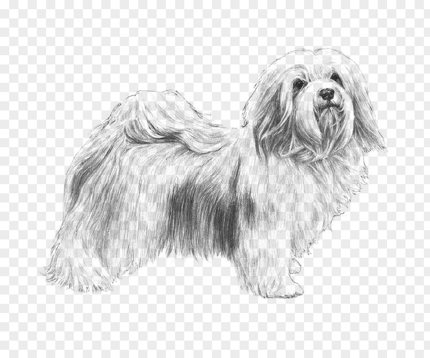 Maltese Shih Tzu Havanese Dog Puppy Jack Russell Terrier American Kennel Club Coloring Book PNG