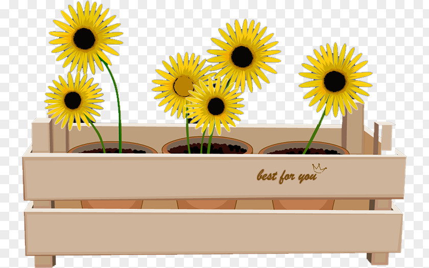 Sunflower Common Download PNG